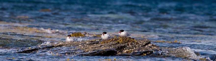 Bushcrafting on the Sea Shore – A Weekenders Guide