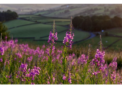 Willowherb Willowherb