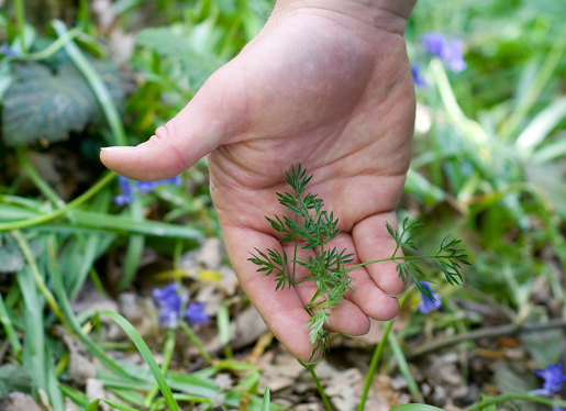 Pignut Leaves Pignut Leaves