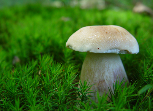 Mushroom Mushroom