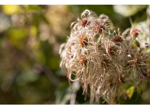 Clematis Clematis