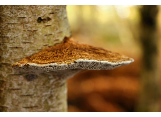 Bracket Fungus Bracket Fungus