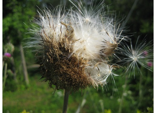 Thistle Thistle