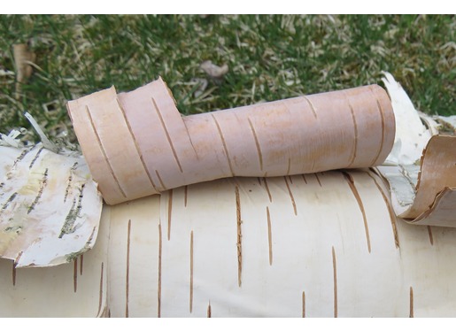 Birch Bark Birch Bark