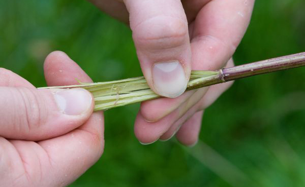 Nettle Stems Nettle Stems
