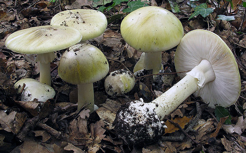 Death Cap Death Cap