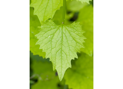 Hedge Garlic Leaves Hedge Garlic Leaves