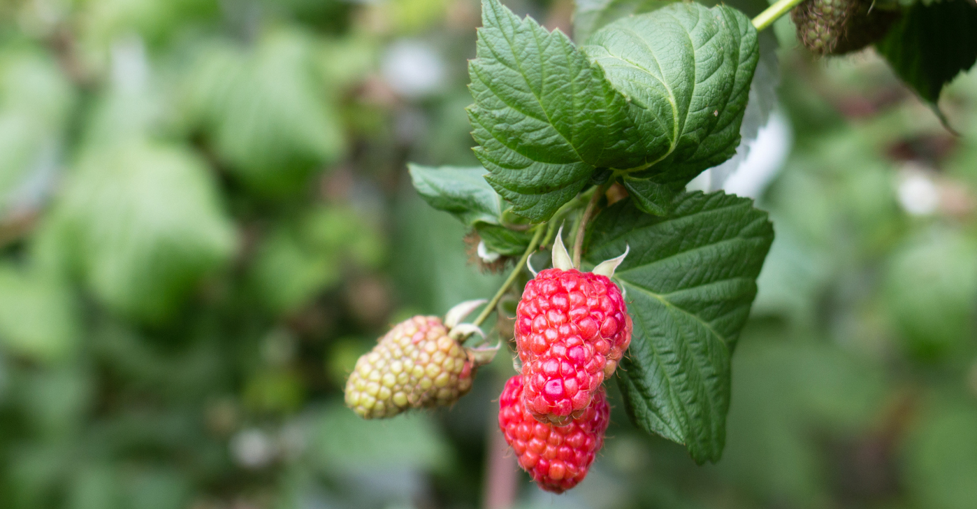 Raspberry Raspberry