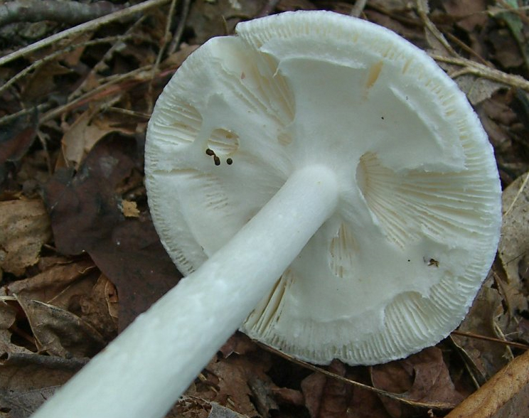 Destroying Angel Destroying Angel