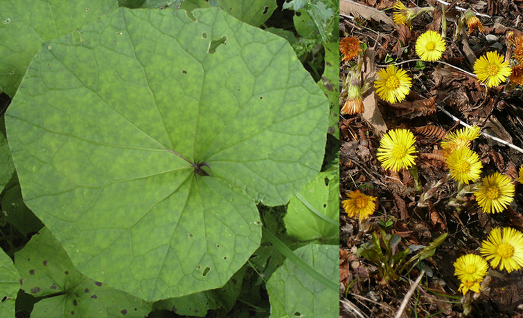 Coltsfoot Coltsfoot