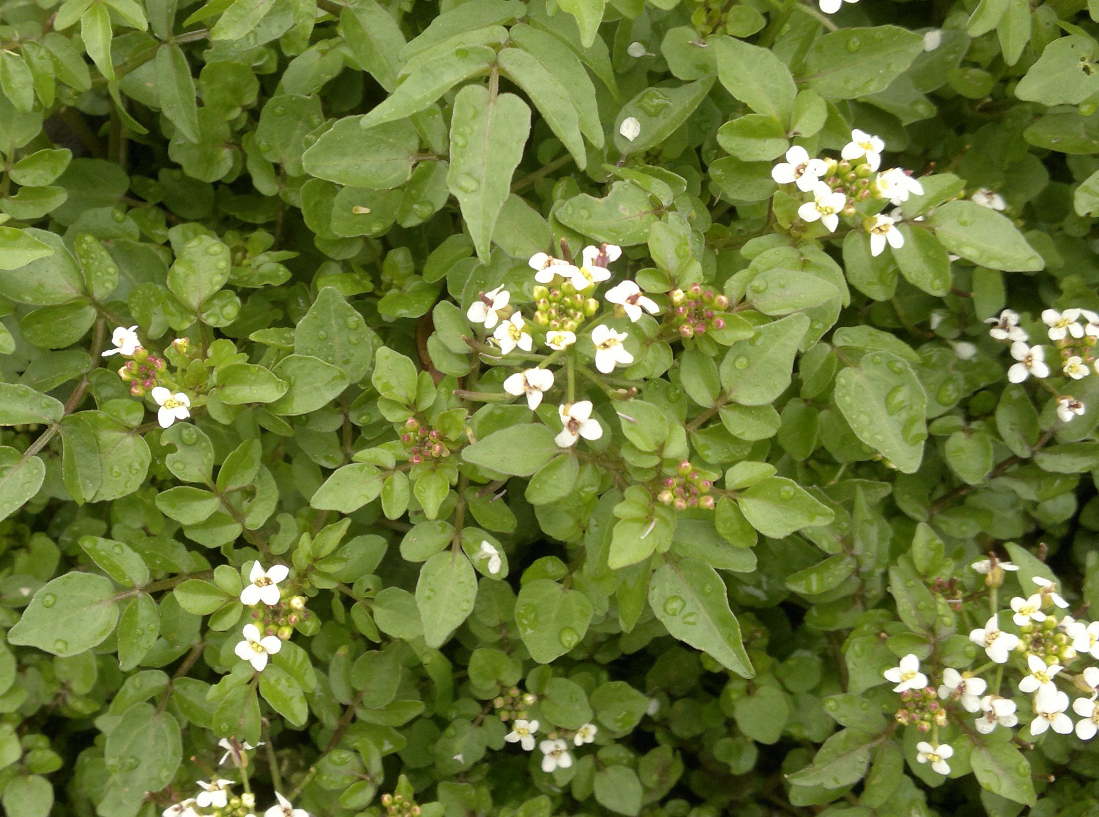 Watercress Watercress
