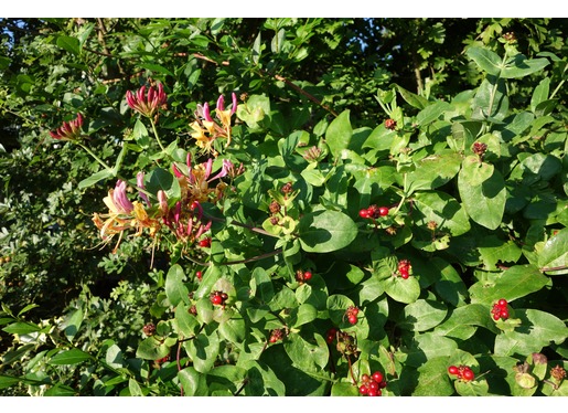 Honeysuckle Honeysuckle