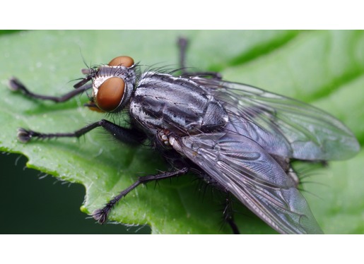 Flesh Fly Flesh Fly