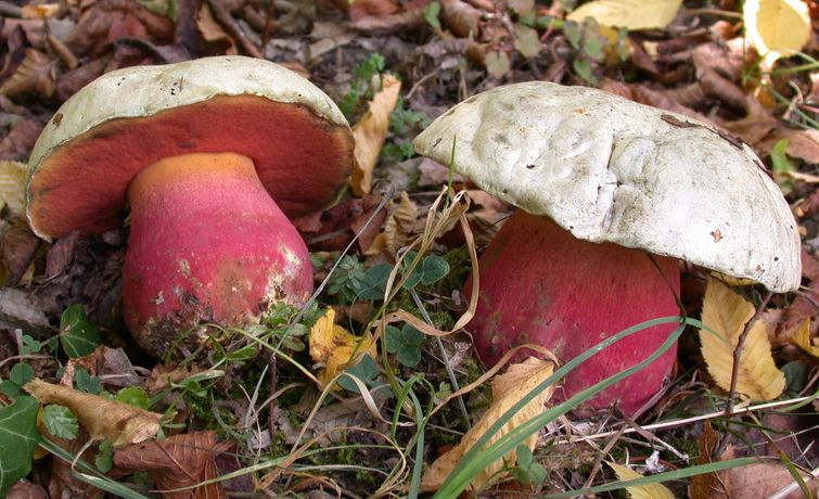 Devils Bolete Devils Bolete