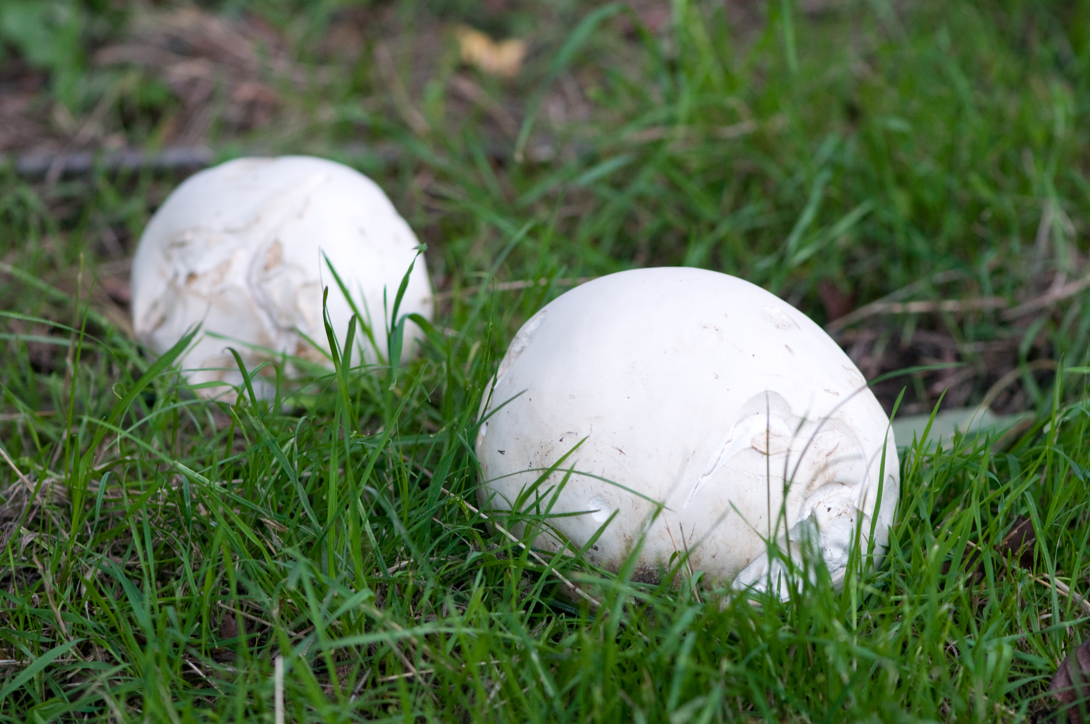 Puffball Puffball