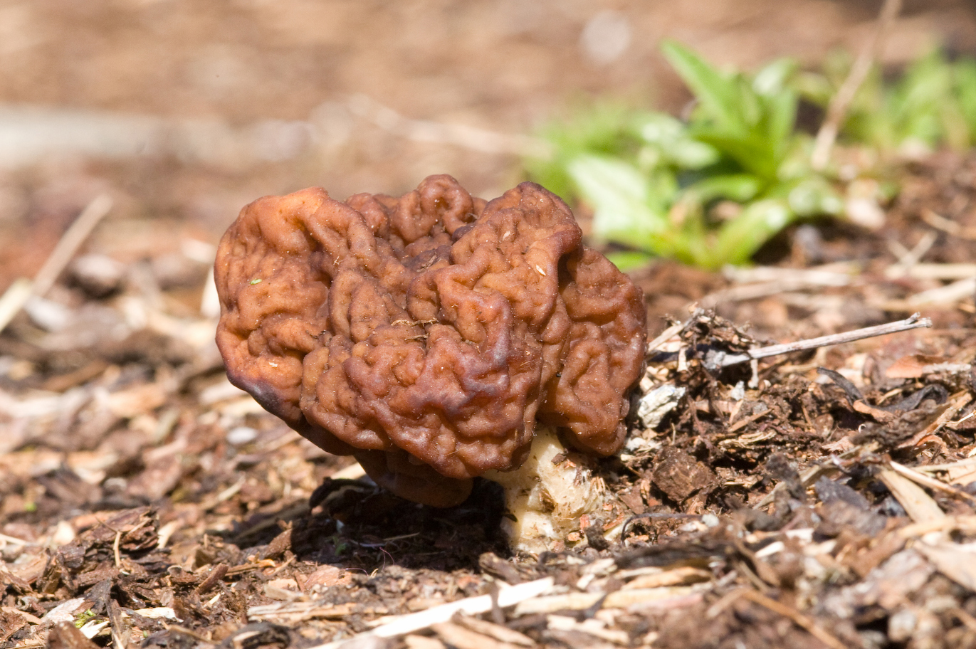 False Morel False Morel