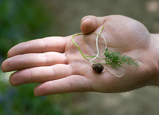 Pignut Tuber and Leaves Pignut Tuber and Leaves