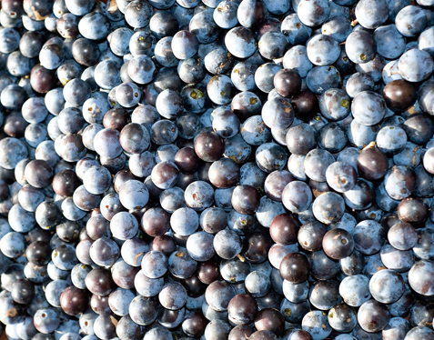 Sloes Sloes