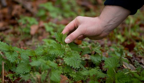 Picking Nettles Picking Nettles