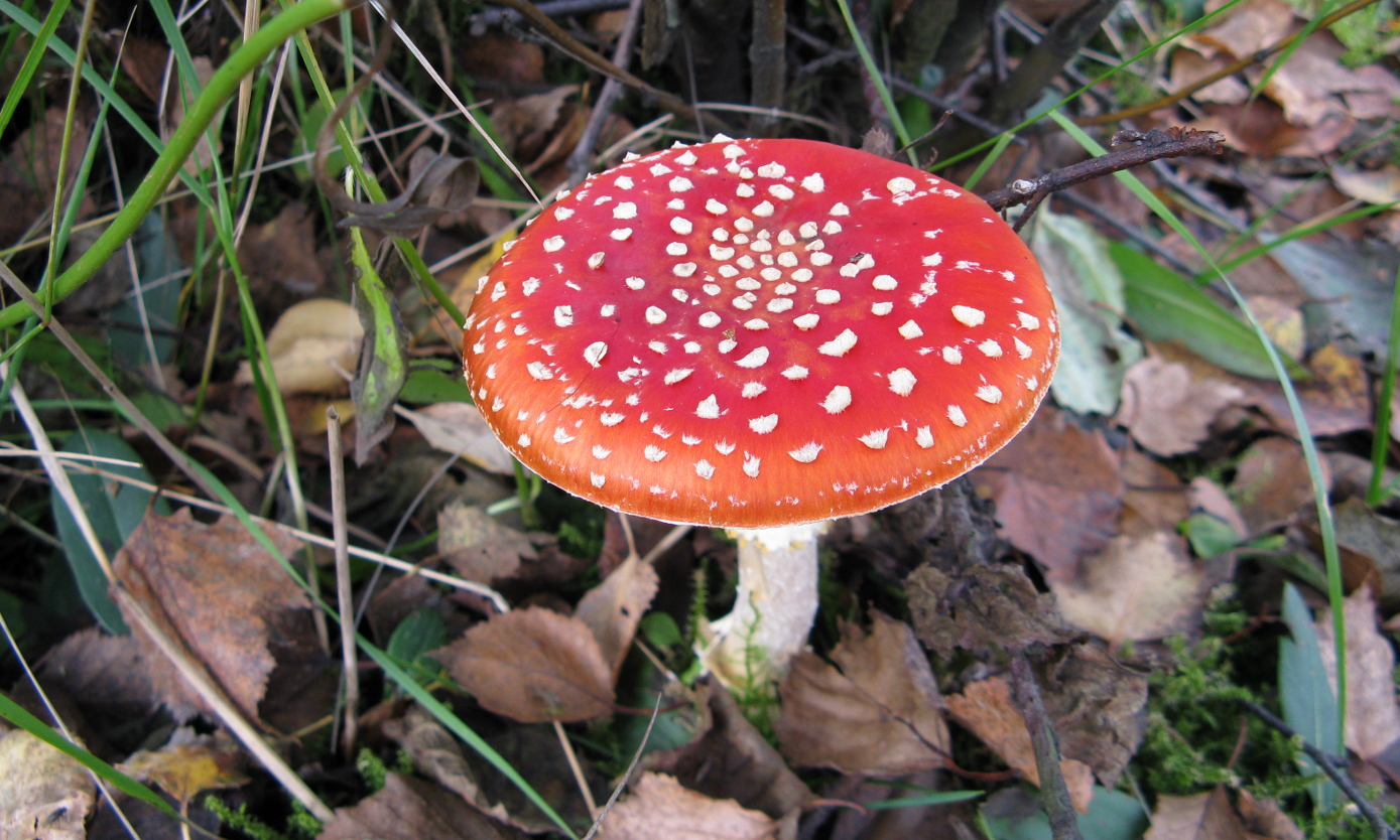 Fly Agaric Fly Agaric
