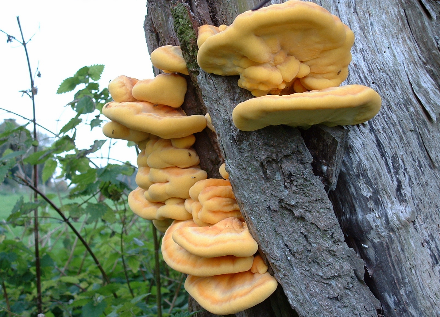 Chicken of the woods Chicken of the woods