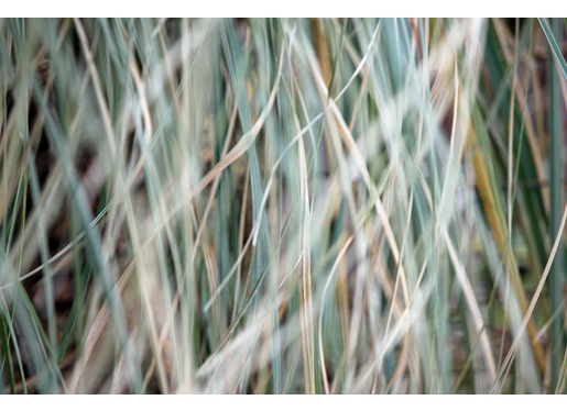 Dead Grass Dead Grass