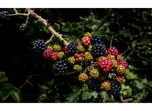 Blackberries Blackberries