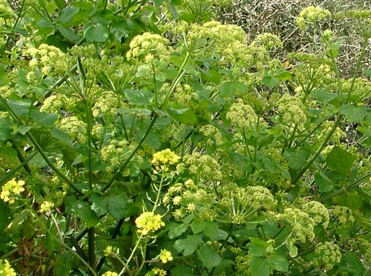 Alexanders Alexanders