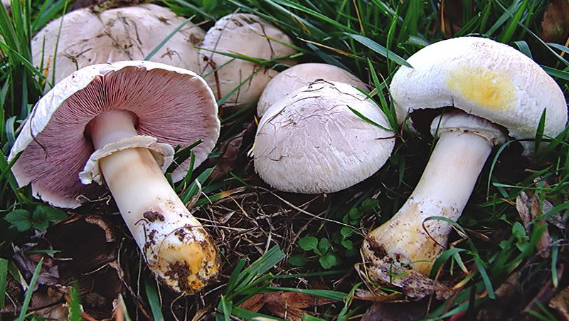 Yellow Stainer Yellow Stainer