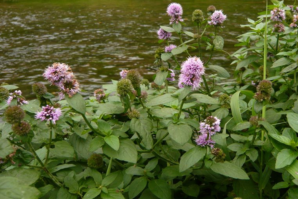 Water Mint Water Mint