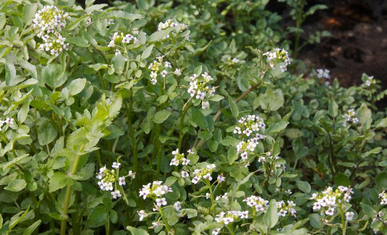Watercress Watercress