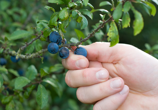 Sloe Picking Sloe Picking