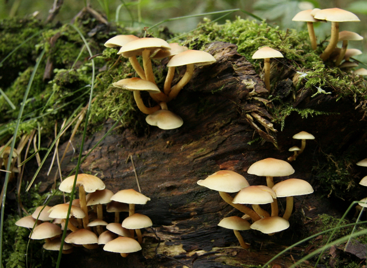 Sulphur Tuft Sulphur Tuft