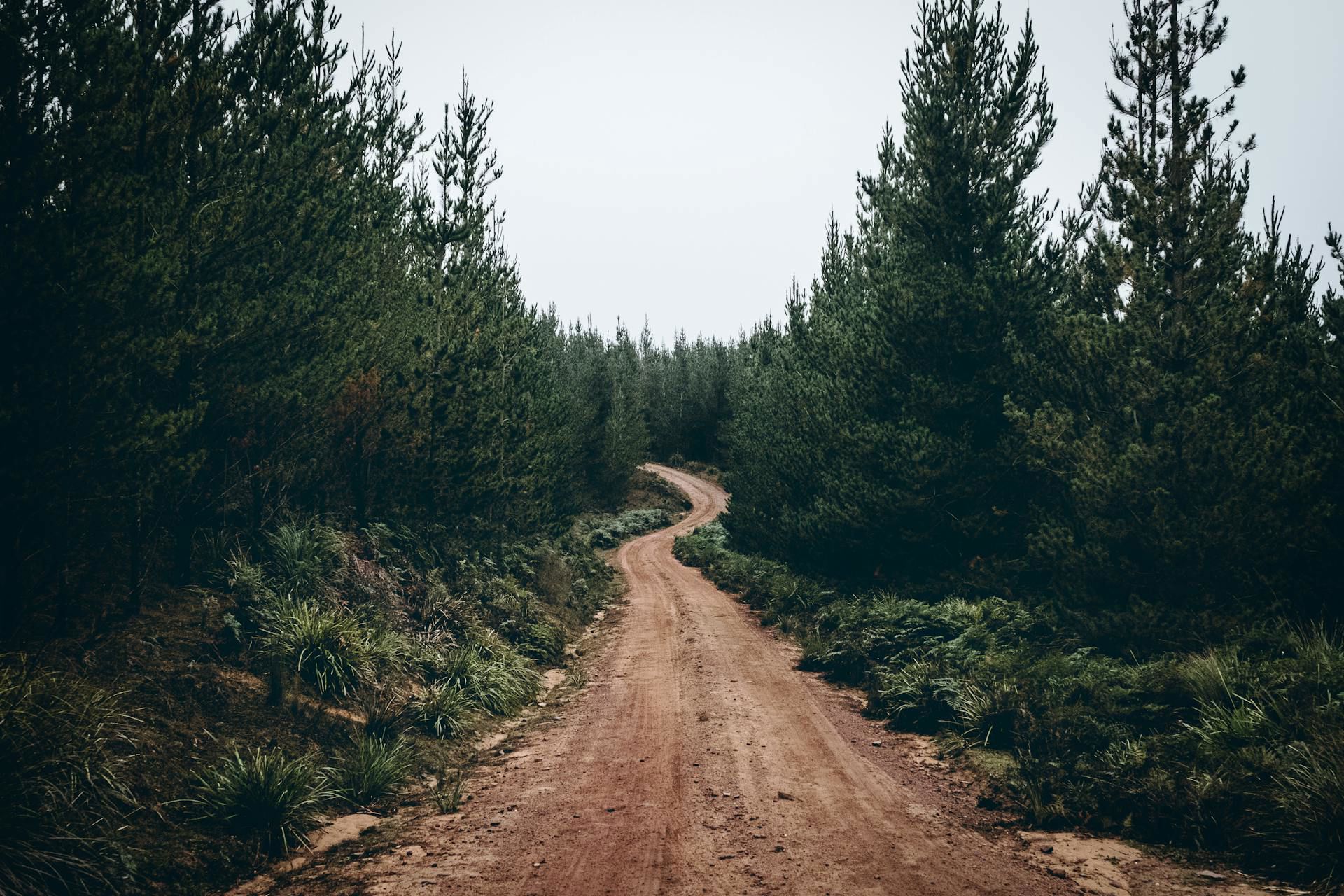 Forest & Trees Background