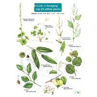 FSC Guide To Foraging The Top 25 Edible Plants