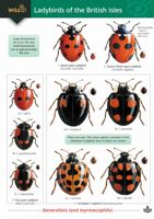 FSC Field Guide to Ladybirds of the British Isles