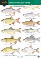 FSC Field Guide to British Freshwater Fish