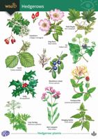 FSC Field Guide to Hedgerows