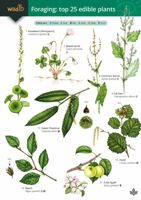 FSC Guide To Foraging The Top 25 Edible Plants