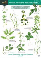 FSC Ancient Woodland Indicator Plants | ID Chart
