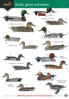 FSC Field Guide to Wetland Birds