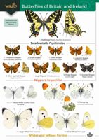 FSC Field Guide to Butterflies of Britain