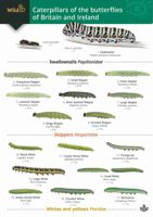 FSC Field Guide to Caterpillars of butterflies of Britain and Ireland