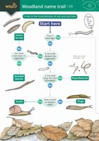 FSC Field Guide to Woodland Mini-beasts