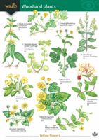 FSC Field Guide to Woodland Plants