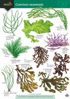 FSC Field Guide to Common Seaweeds