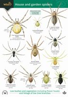 FSC Field Guide to House and Garden Spiders