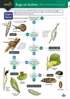 FSC Filed Guide to Bugs on Bushes