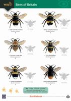 FSC Field Guide to Bees of Britain