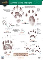 FSC guide to British mammal tracks and signs